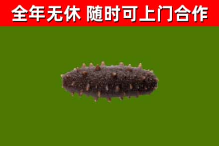柏乡回收海参干